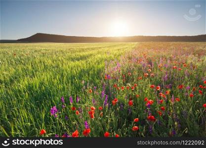 Poppies meadow and green wheat landscape. Spring half nature composition.