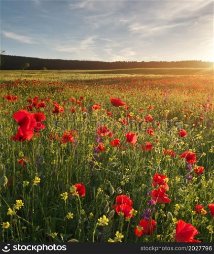 Poppies meadow landscape. Spring nature composition.