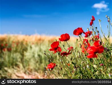 Poppies meadow, Tuscany in spring.. Poppies meadow, Tuscany in spring