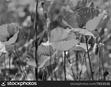 Poppies on a green field in spring. Turkey.Side. In black and white toned. Retro style