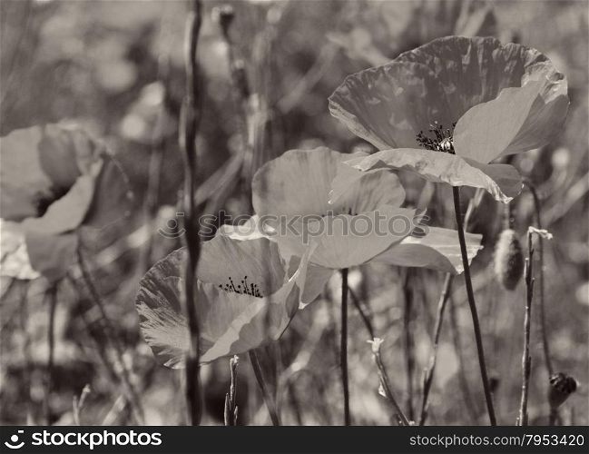 Poppies on a green field in spring. Turkey.Side. In Sepia toned. Retro style