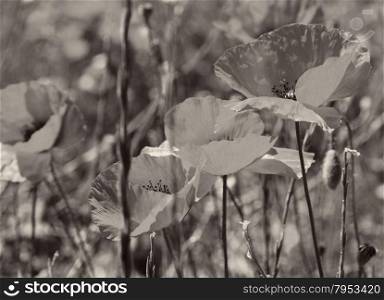 Poppies on a green field in spring. Turkey.Side. In Sepia toned. Retro style