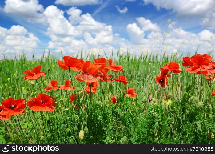 poppies on green field