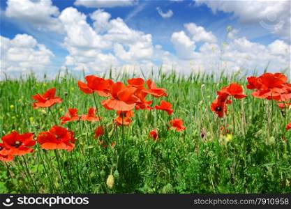 poppies on green field