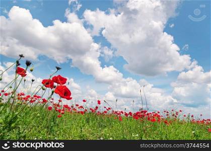 poppies on green field and blue sky