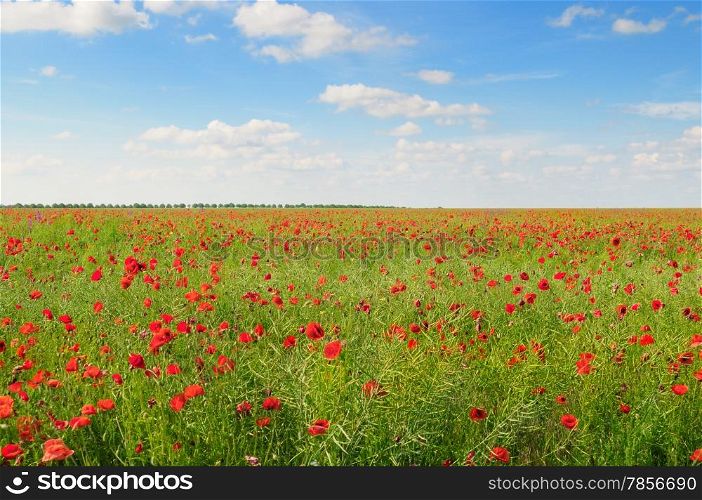 poppies on green field and blue sky