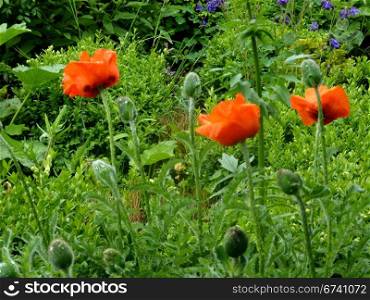 poppies. poppy blossoms in the meadow