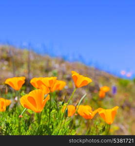 Poppies poppy flowers in orange at California spring fields USA