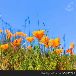 Poppies poppy flowers in orange at California spring fields USA