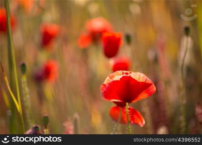 Poppies Poppy red flowers in Menorca spring fields Balearic Islands