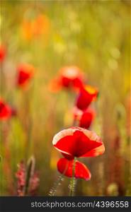 Poppies Poppy red flowers in Menorca spring fields Balearic Islands