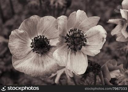 Poppies with water drops in spring. In Sepia toned. Retro style