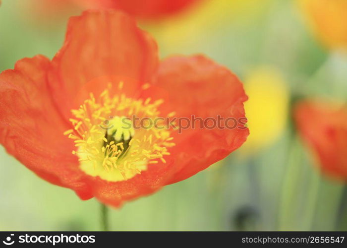 Poppy