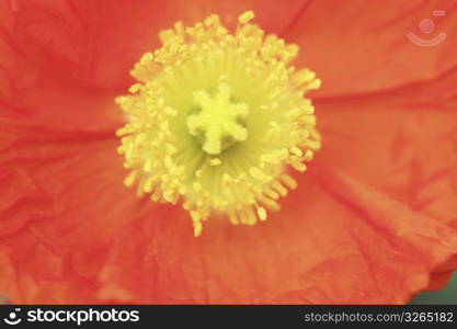 Poppy