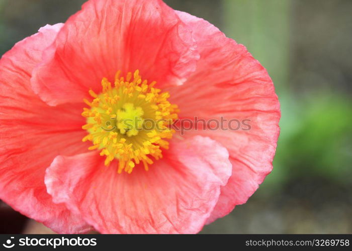 Poppy