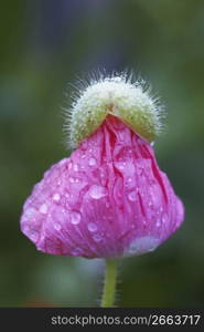 Poppy&acute;s bud