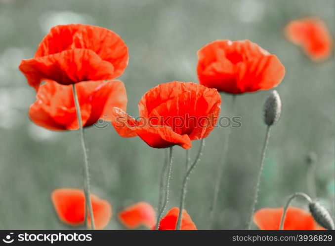 Poppy field