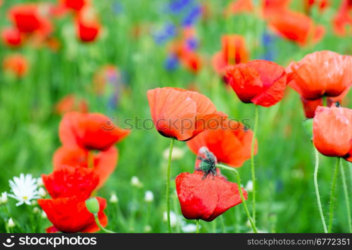 Poppy field