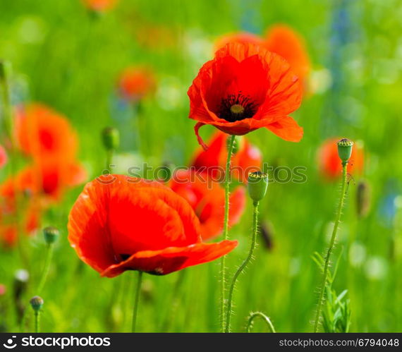 Poppy field