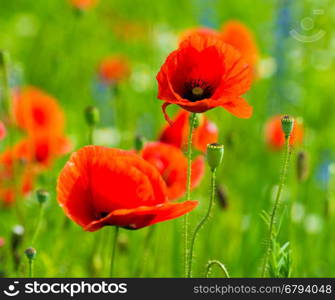 Poppy field