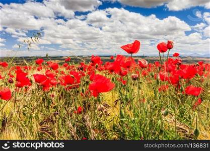 Poppy field and clouds, Granada Province, Spain