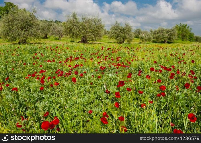 Poppy Field and Olive Grove on the Slopes of the Apennine Mountains, Italy