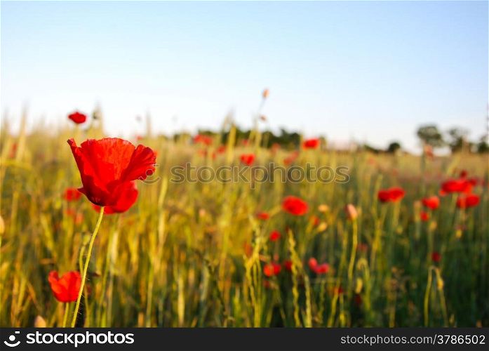 Poppy field closeup with focus on one of the flowers