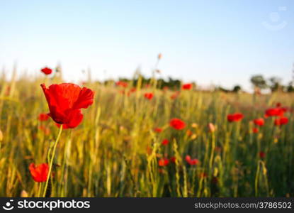 Poppy field closeup with focus on one of the flowers