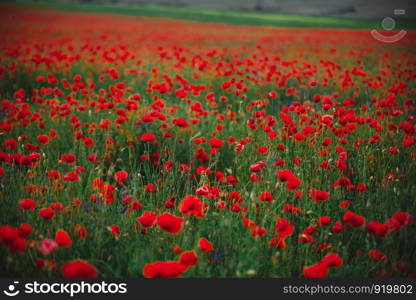 Poppy field in spring. panoramas of flowering spring poppies among the wheat field in the background. Poppy field in spring. panoramas of flowering spring poppies among the wheat field in the background.