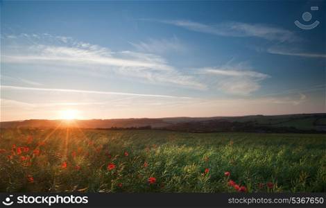 Poppy field landscape in Summer during sunset