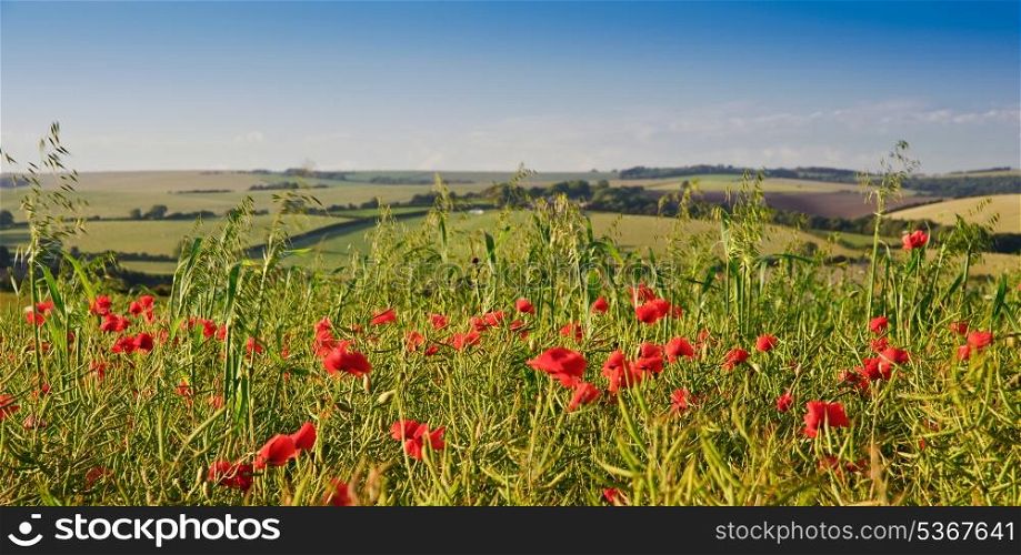 Poppy field landscape in Summer sunset