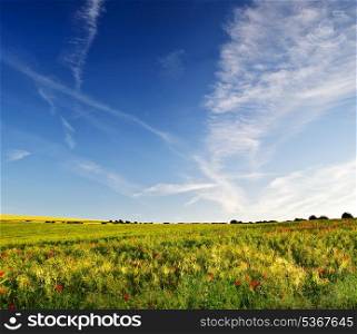 Poppy field landscape in Summer sunset