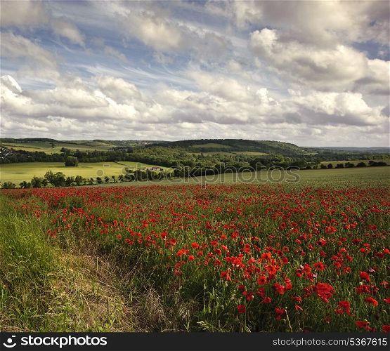 Poppy field landscape in Summer with blue sky