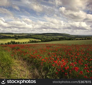 Poppy field landscape in Summer with blue sky