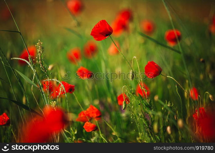 poppy field. picturesque scene. close up fresh, red flowers poppy on the green field, in the sunlight. majestic rural landscape.. picturesque scene. close up fresh, red flowers poppy on the green field, in the sunlight. majestic rural landscape.