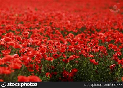 poppy field. picturesque scene. close up fresh, red flowers poppy on the green field, in the sunlight. majestic rural landscape.. picturesque scene. close up fresh, red flowers poppy on the green field, in the sunlight. majestic rural landscape.