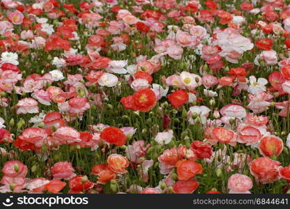 poppy field. poppy field The Netherlands