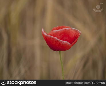 poppy-field. single open poppy flower in front of a field of rye