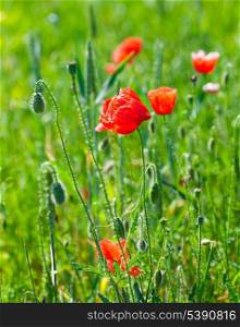 Poppy field with close up flowers, nature background.