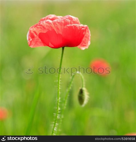 Poppy field with close up flowers, nature background.