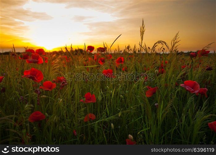 Poppy fields and sundown landscape. Beautiful nature summer vista with wild flowers. Poppy fields on sunset
