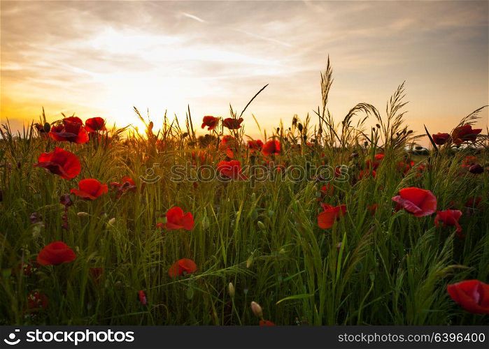 Poppy fields and sundown landscape. Beautiful nature summer vista with wild flowers. Poppy fields on sunset