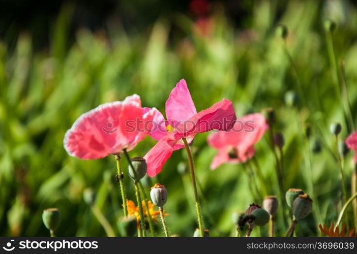 Poppy flower