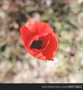 poppy flower