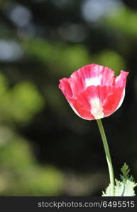 poppy flower