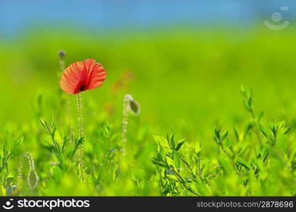 Poppy flower and sky shoot in garden