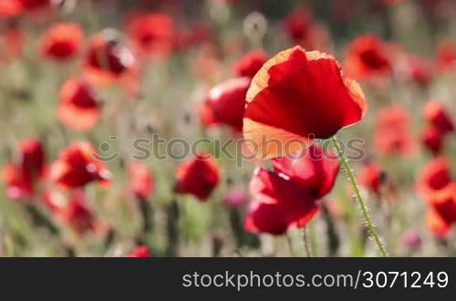 Poppy flower close up