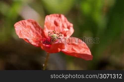 Poppy flower close up