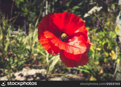 Poppy flower closeup view in Vanoise national Park field, French alps. Poppy flower closeup view in Vanoise national Park, French alps