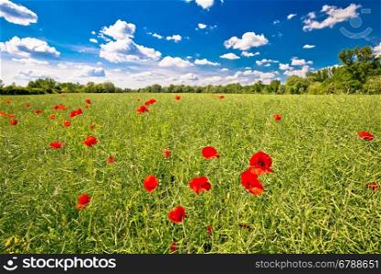Poppy flower field and green landscape of Podravina region of Croatia